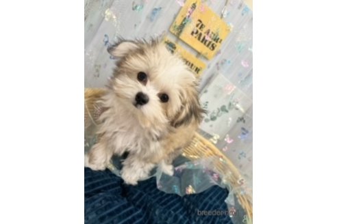 成約済の北海道のミックス犬-253339の6枚目
